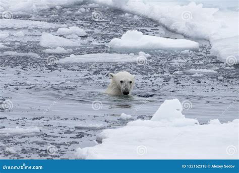 Polar Bear`s Ursus Maritimus Swimm In Arctic Sea Stock Photo Image Of