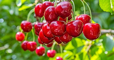 Головні корисні властивості вишні - foodandmood.com.ua