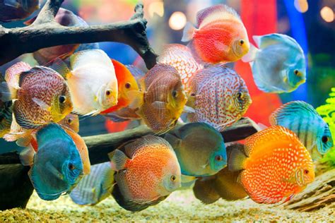 Discus Fish Care Breeding Tank Mate Guide