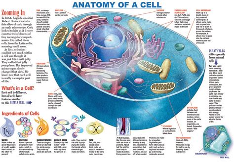 Cell Diagram With Functions Biochemistry Cell Membrane Anima