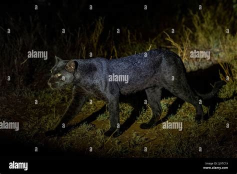 Extremadamente Rara Foto De Una Pantera Negra O Leopardo Negro Africano