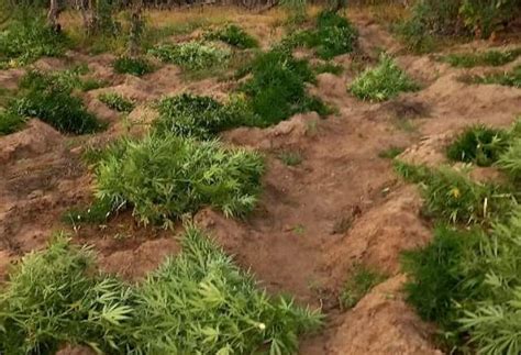 Polícia Militar erradica plantio de maconha na zona rural de Sertânia