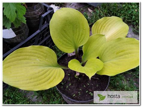 Hosta.com.ua. Хоста Tom Terrific (Том Террифик): описание, фото, саженцы