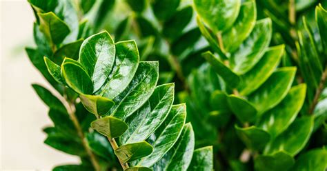 Indoor Plants For First Time Plant Parents The Garden Magazine