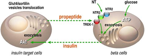 Frontiers Neurotensin And Its Receptors In The Control Of Glucose