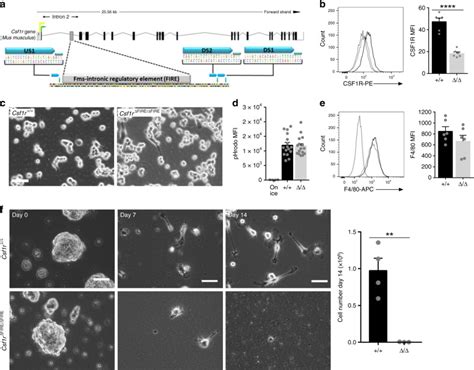 Deletion Of A Csf1r Enhancer Selectively Impacts CSF1R Expression And