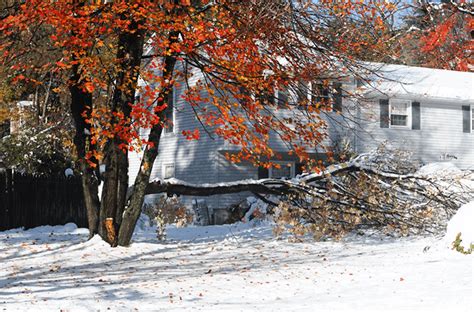 Here Is How Your Home Insurance Covers Damages Caused By A Fallen Tree