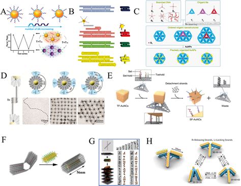 Dna Guides Aunps Assembly A Schematic For Spatial Control On Aunps