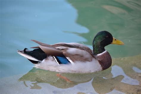 Bakgrundsbilder Natur Vinge Djur Vilda Djur Och V Xter N Bb