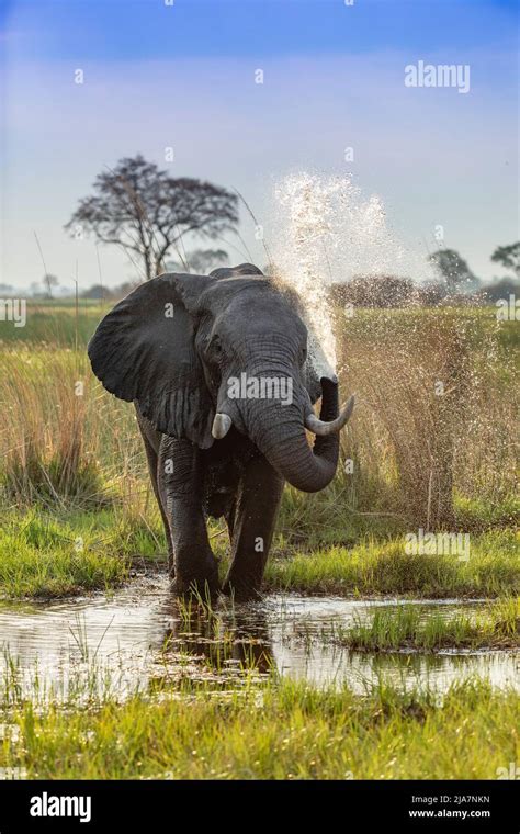 Elephant Bathing In The Okavango Delta Botswana Stock Photo Alamy