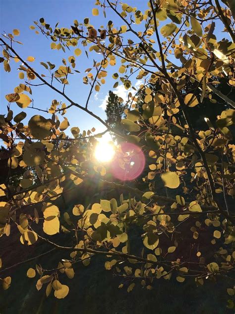 Photo Of The Leaves Of Quaking Aspen Populus Tremuloides Posted By