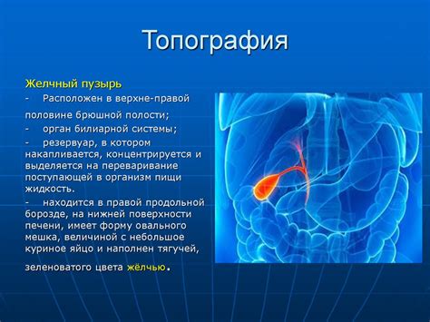 Желчный пузырь - презентация онлайн