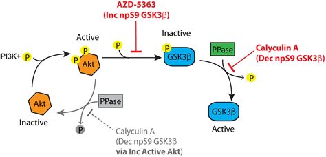 Frontiers Novel Non Phosphorylated Serine 921 Gsk3βα Antibodies