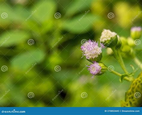 Close Up Ageratum Conyzoides Beauty Flower Nature Background Stock