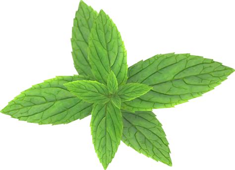 Peppermint PNG Transparent Images