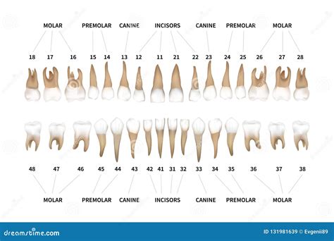 Plein Diagramme Infographic De Dentition Humaine Avec Des Nombres De