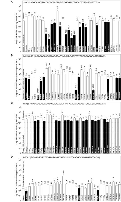 Syk Ink4aarf P53 And Brca1 Expression In Breast Cancer Cell Lines