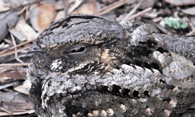 Night Birds In Pennsylvania Global Birding Initiative