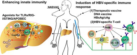 Frontiers Advances In Targeting The Innate And Adaptive Immune