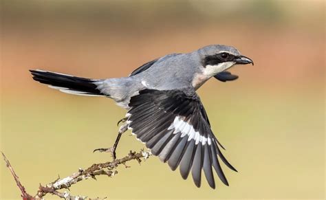 Birds Of The Algarve 20 Must See Resident Bird Species