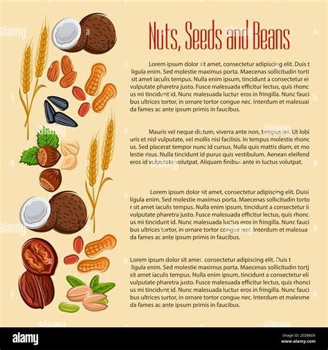 Nuts Grain Plant Seeds And Beans Vector Coconut Almond And