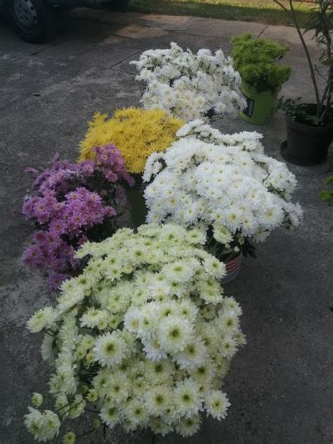 Multiflora
