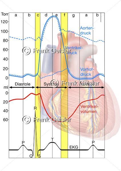 Physiologie Herz Elektrophysiologie Der Herzaktionen Mit Diastole Und