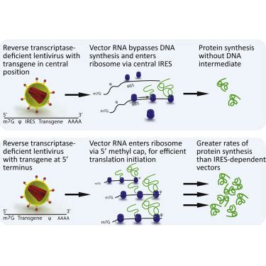 Re Structuring Lentiviral Vectors To Express Genomic RNA Via Cap