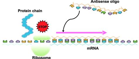 2 Principles of antisense technology (Source: www.deakin.edu.au ... 