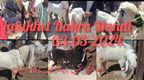 Lalukhet Bakra Mandi Latest Update 03 03 2024 Karachi Goat Market