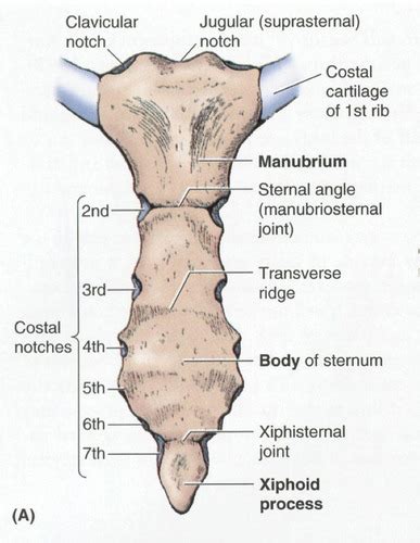 Sternum And Ribs Flashcards Quizlet