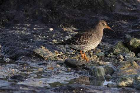 We Bird North Wales: North Wales Birding Today