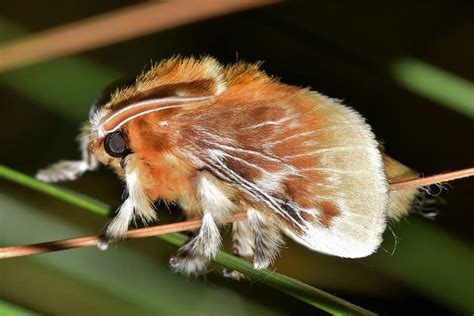 Oruga peluche picadura dónde se encuentra y características Con FOTOS