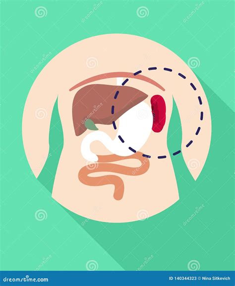 Spleen Location Icon, Flat Style Stock Vector - Illustration of