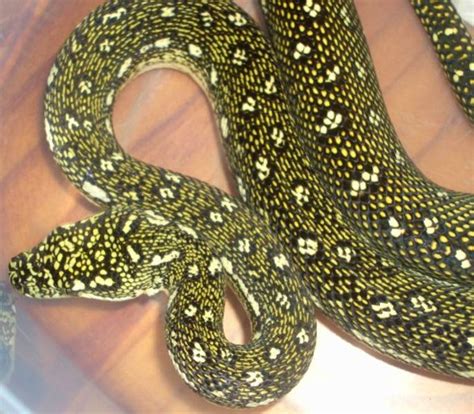 Diamond Python Facts and Pictures | Reptile Fact