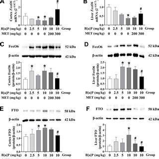 Met Rescues The Neuronal Damage And Apoptosis In Mice Following B A P