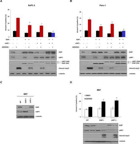 Overexpression Of Xiap And Ciap Completely Inhibits Azd Induced