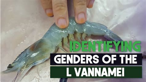 How To Identify Sex Male And Female Shrimps Easily L Vannamei