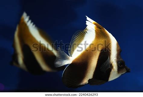 Phantom Bannerfish Heniochus Pleurotaenia Indian Ocean Stock Photo