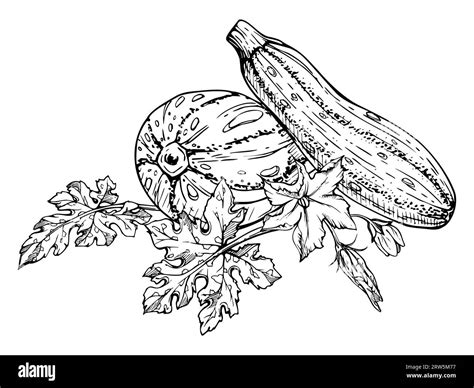 Hand Drawn Ink Vector Marrow Zucchini Gourd Squash Sketch Illustration