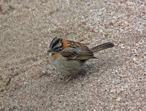 Foto Tico Tico Zonotrichia Capensis Por Jacques Passamani Wiki Aves