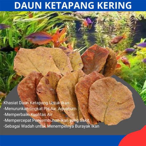 Jual Daun Ketapang Kering Olahan Siap Pakai Untuk Ikan Cupang Dan Ikan