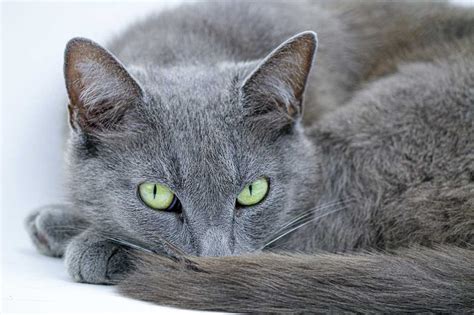 Les races de chats qui sont les plus posées et tranquilles RacedeChat