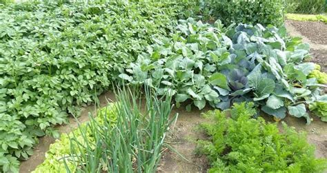 Difference between mixed cropping and intercropping