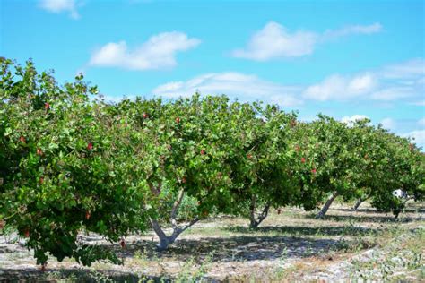 1,500+ Cashew Farm Stock Photos, Pictures & Royalty-Free Images - iStock