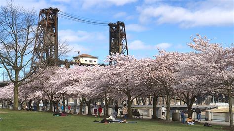 Cherry blossoms unite Japan, US sister cities like Portland | KOIN.com