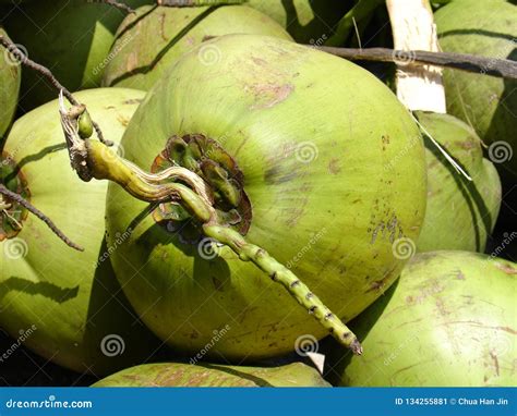 Malaysia Green Coconut Fruit Stock Image Image Of Fruit Large 134255881