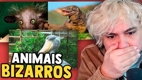 Os Bichos Mais Estranhos Do Mundo Youtube