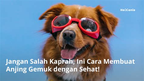 Cara Membuat Anjing Gemuk Dengan Sehat Yuk Simak Disini Hewania