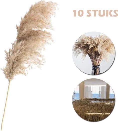 Pampas Pluimen Pampas Gras Cortaderia Droogbloemen Stuks